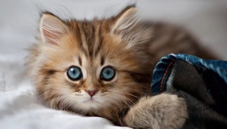 List of Russian names for cats and cats