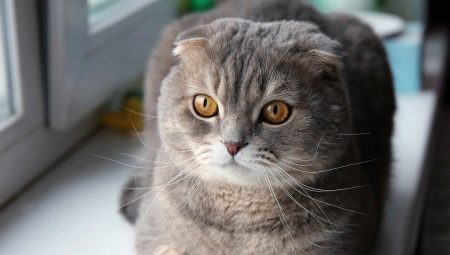 List of funny and beautiful names for the Scottish cat