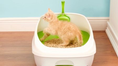 Tools to teach kitten to the tray