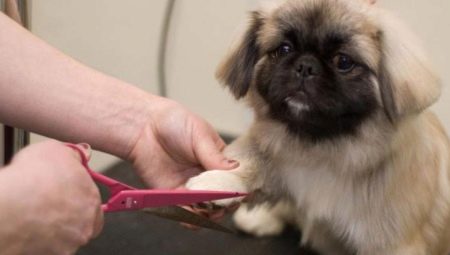 Pekingese haircut: types and detailed instructions