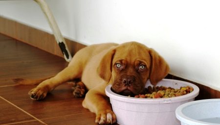 Dry puppy food: features, choices and rules of feeding