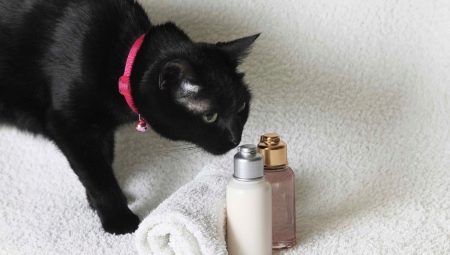 Dry shampoo for cats: how to choose and use it?