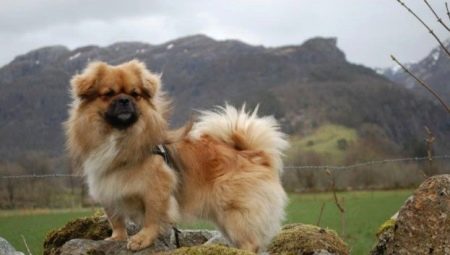 Tibetan Spaniel: breed description and content