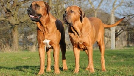 Tosa Inu: breed features and content