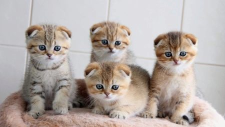 Scottish kitten care