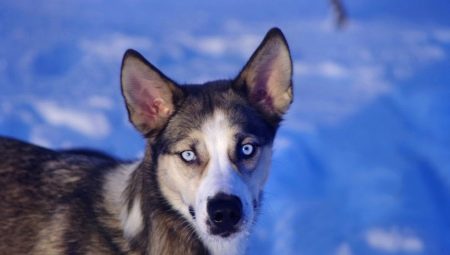 Kinds of mestizo husky