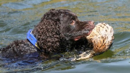 Water Spaniel: characteristics, types and details of the content