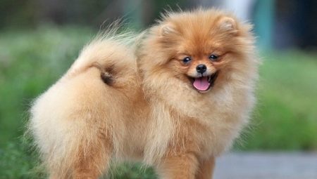 Education and training Spitz