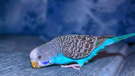 Everything you need to know about blue wavy parrots