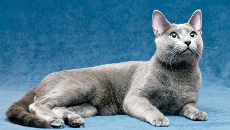 Everything you need to know about Russian blue cats