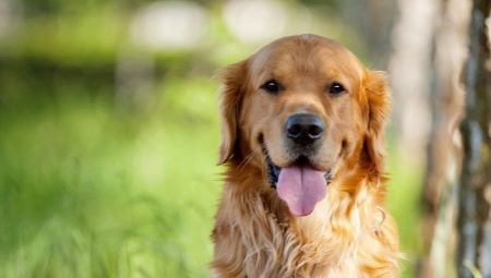 Everything you need to know about golden retrievers