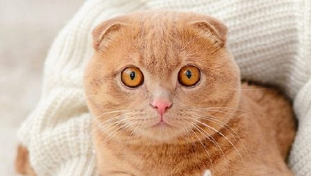 ทุกอย่างเกี่ยวกับการตัดอัณฑะและการทำหมันของสก๊อต lop-eared