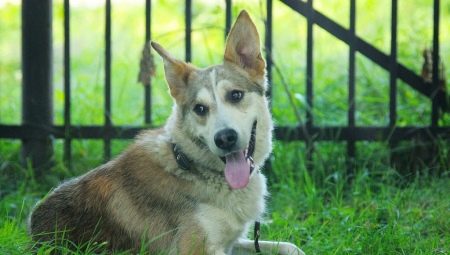 All about mestizo alabaya