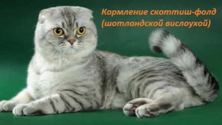 Choosing food for Scottish Fold cats