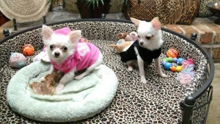 Choosing clothes for chihuahuas