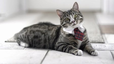 Japanese names for cats and cats