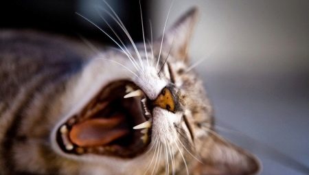 Cat teeth: number, structure and care
