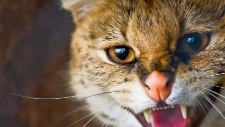 Aggression in cats and cats: the main causes and ways to solve the problem