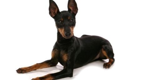 English toy terrier: description of the breed and care of dogs