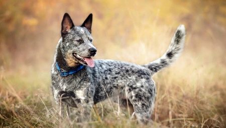 Australian herding dogs: breed history, temperament and grooming rules
