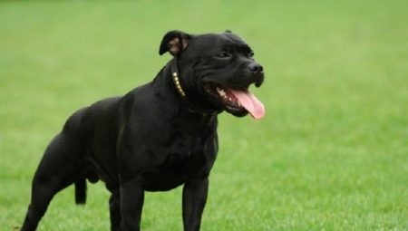Black Staffordshire Terrier: how to look and how to care for him?