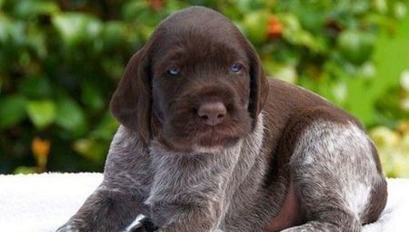 Drathaar: description of the breed and features of the content