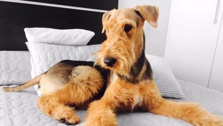 Airedale Terrier: description, content and popular nicknames