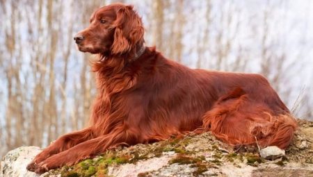 Irish Setter: Breed Characteristics, Temperament and Care Tips