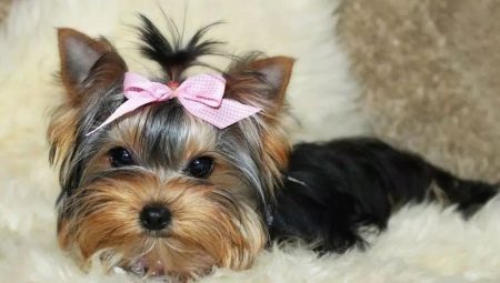 Yorkshire Mini Terrier: breed description and content