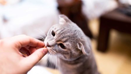 How can I tame a cat?