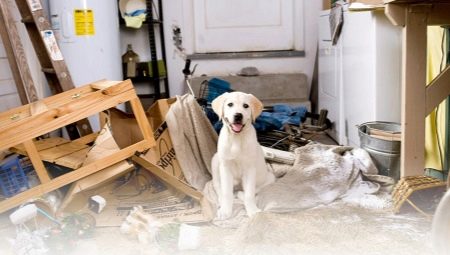 How to wean a dog to gnaw everything?