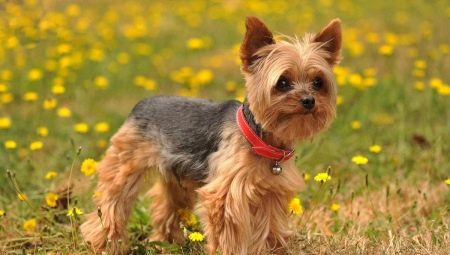 How to cut a terrier?