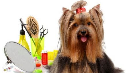 How to care for dogs?