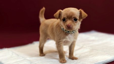 How to teach a dog to walk to the diaper?