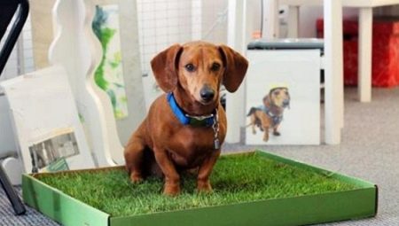 How to teach a dog to the toilet?