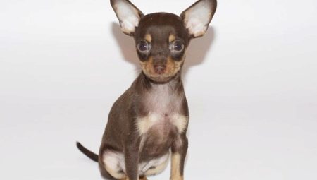 How to train a toy terrier to the tray?