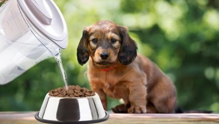 How to soak dry food for puppies?