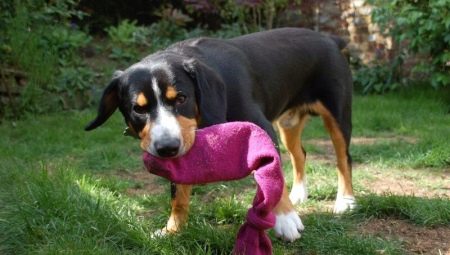 How to make toys for dogs with your own hands?