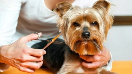 How to care for a Yorkshire terrier?
