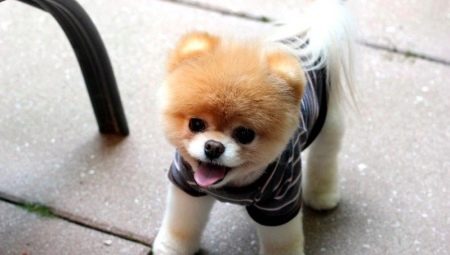 Dwarf dog breeds: advantages and disadvantages, types, selection and care