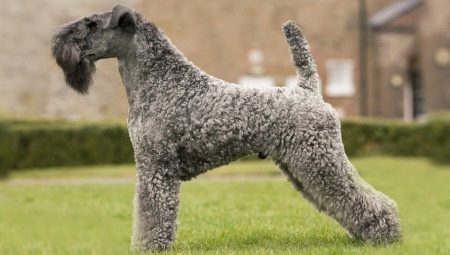 Kerry Blue Terrier: breed description, haircuts and content