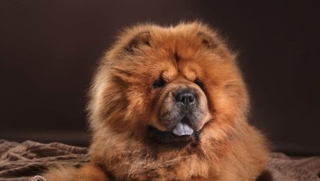 Chinese dog breeds