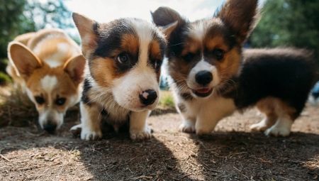 Corgi: description, character, types and colors, content