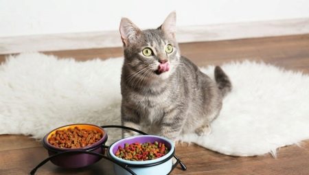 Food for cats and cats: types, manufacturers rating and selection rules