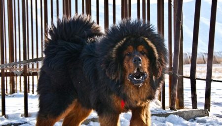 Large breeds of dogs: common features, rating, selection and care