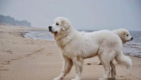 Kuvasz: description of the dog breed, temperament, care