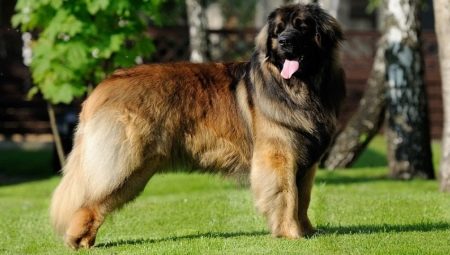 Leonberger: breed features and rules of dogs