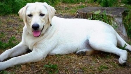 Best Labrador Nicknames