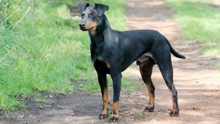 Manchester Terrier: description, feeding and care