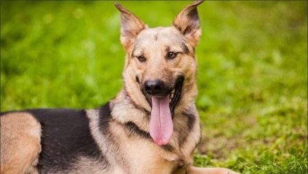 Metis Sheepdogs: features, types and tips on choosing